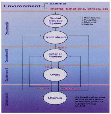 Menstrual Cycle